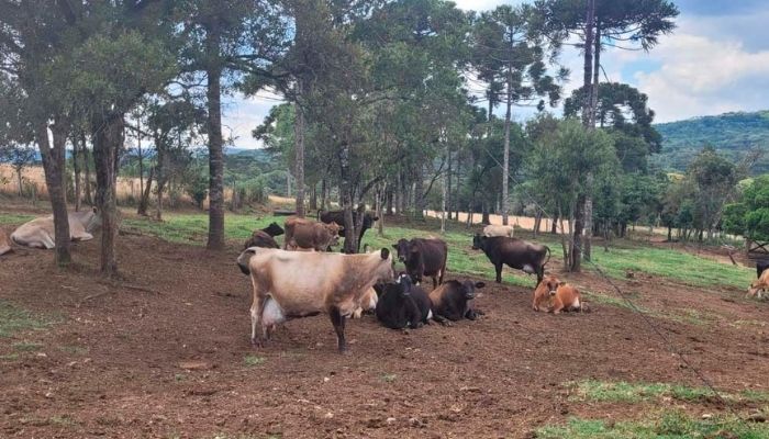 Certificação de ausência de brucelose e tuberculose garante lucratividade no ramo leiteiro